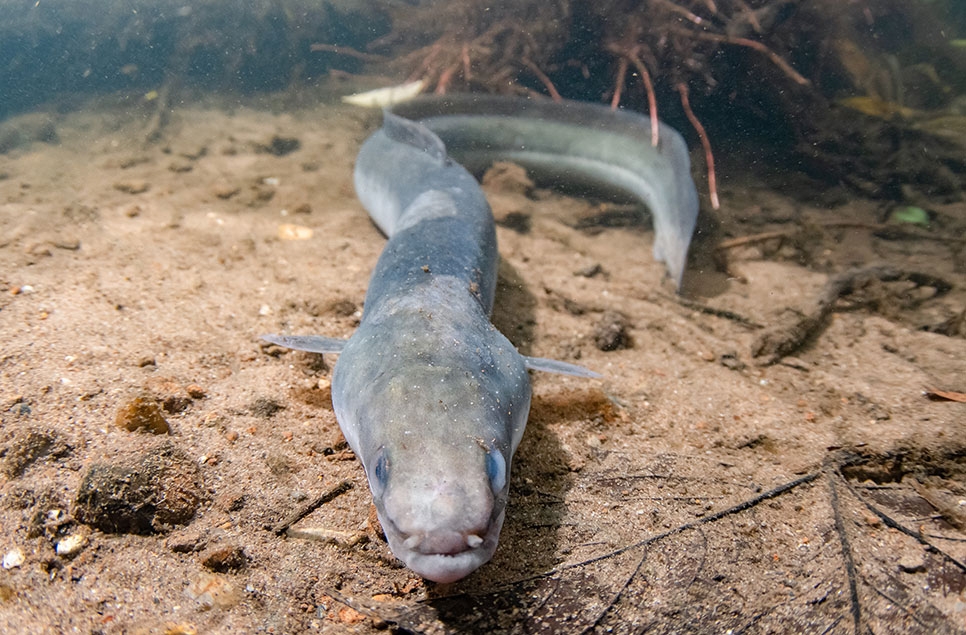 European Eel | WWT