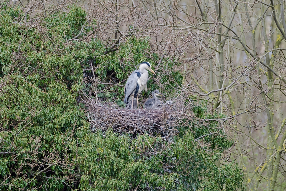 Wildlife Sightings 08/03/2026