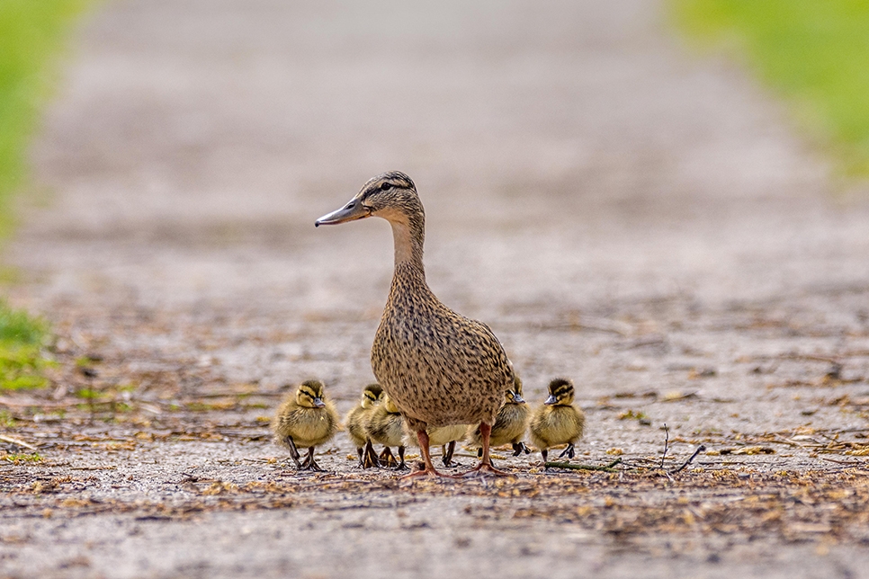 Mallard with ducklings - Ian H 966x644.jpg