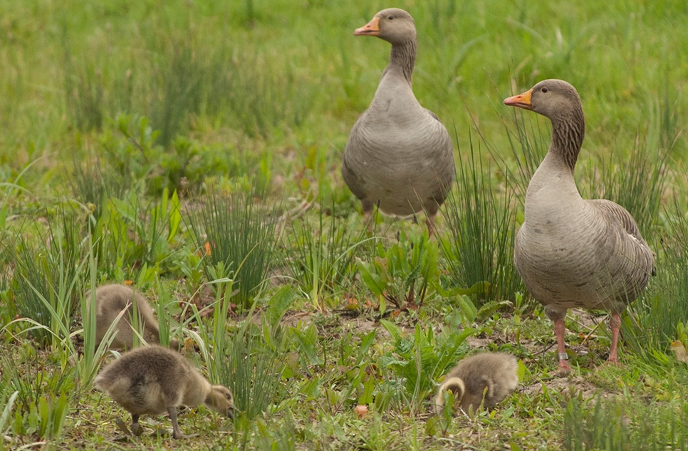 Goslings and ducklings hatched out for the Easter holidays