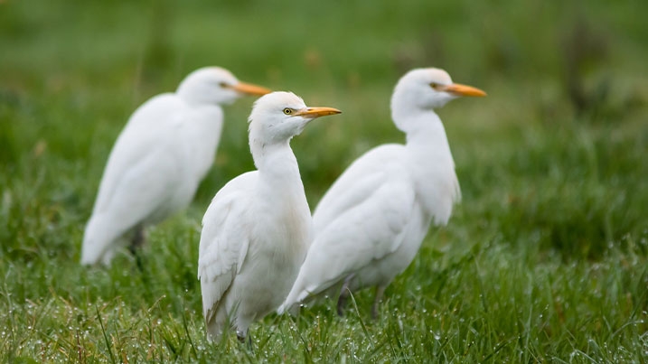 Birds With Long Legs Uk
