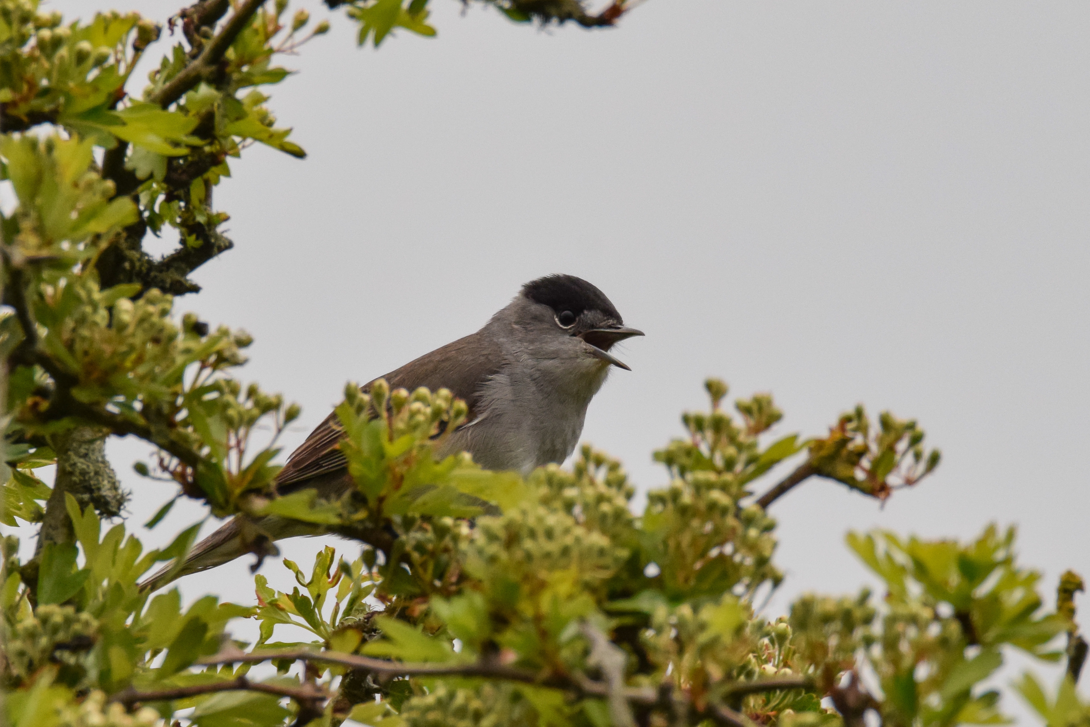 Wildlife Sightings for 18th October 2025