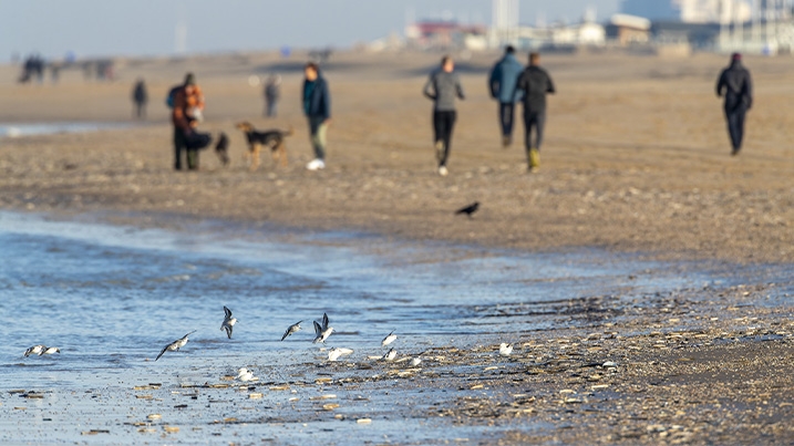 A flock of sanderling in the foreground on the shore, with a blurred group of people in the background