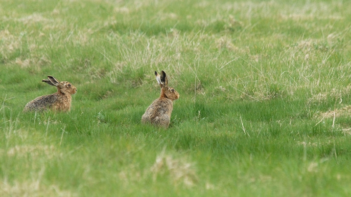 Wildlife Sightings - 06/11/25