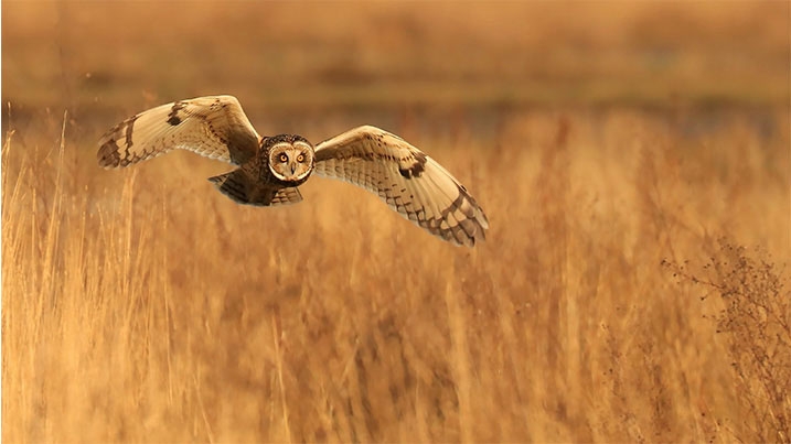 Short-eared owl using a reedbed as winter hunting ground