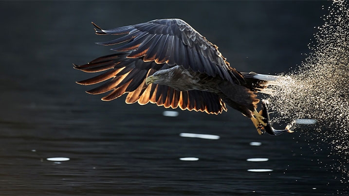 White-tailed sea eagle catching fish