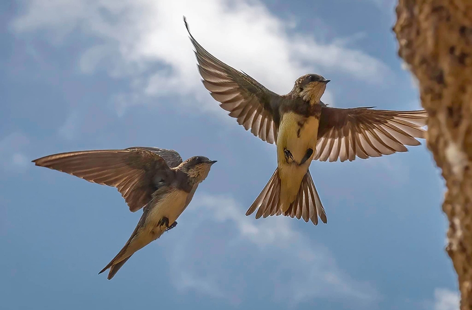 Sand martins return to their colony at WWT Arundel