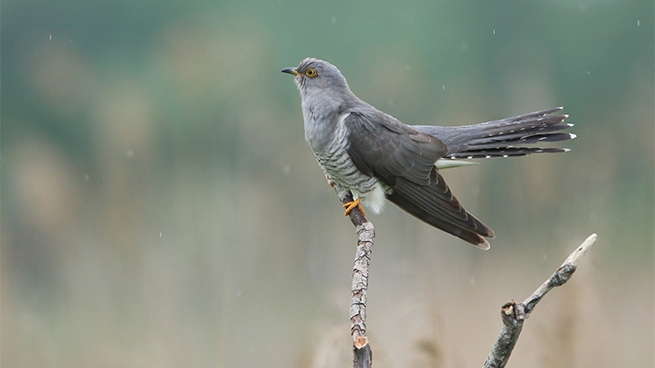 A common cuckoo perched on a branch