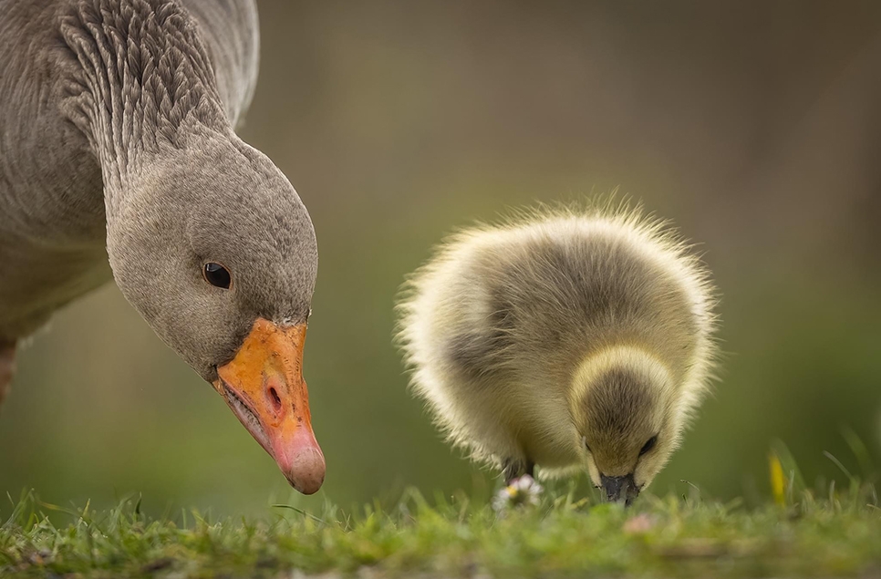 What's Wild this Spring?