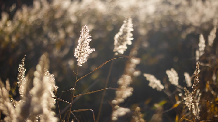 Phragmites reeds in the sunshine