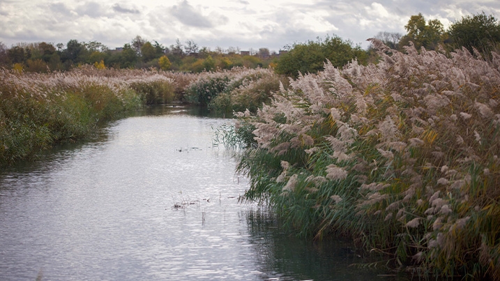 Reedbeds and water