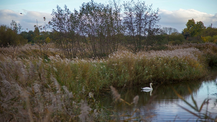 A peaceful scene of a swan gliding on the water by the reeds