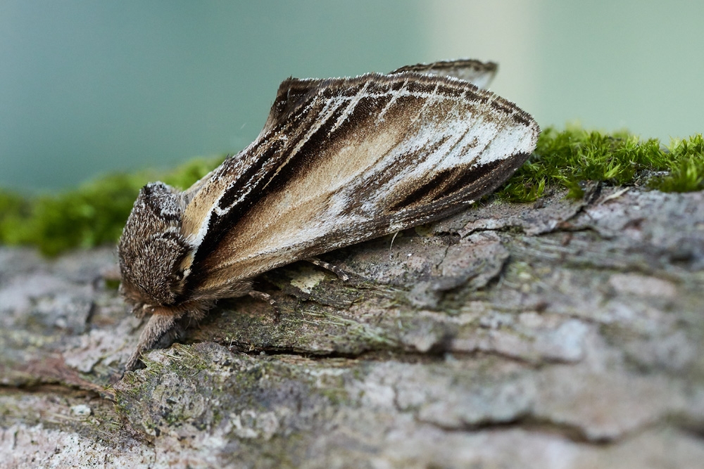 View: Meet our moths