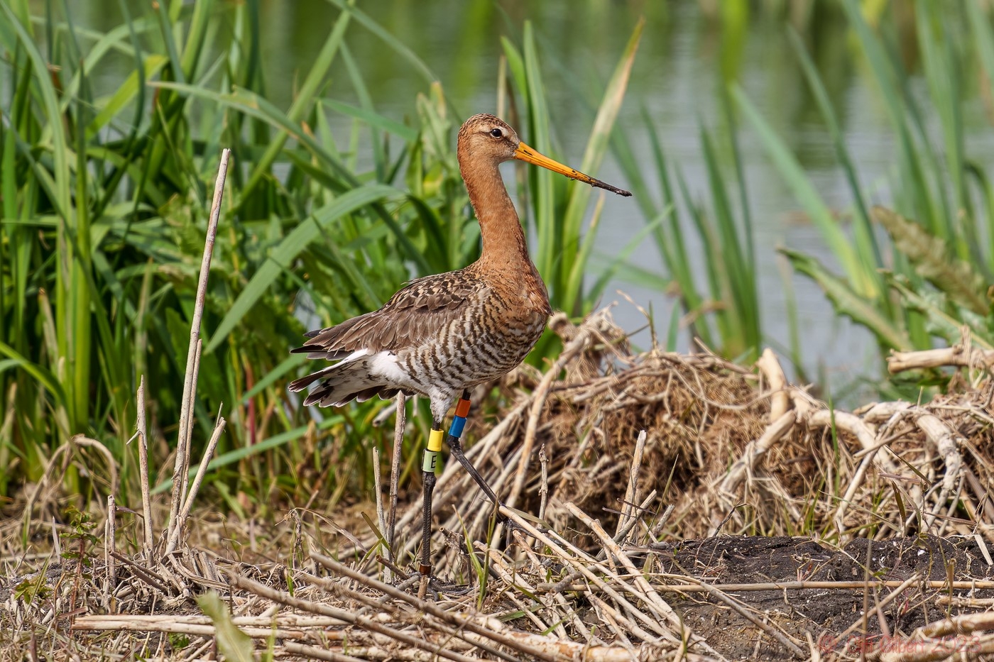 Conservation charities celebrate regional revival of rare wading bird with free event