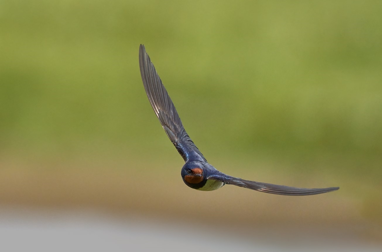 Wildlife Sightings for 18th April 2026