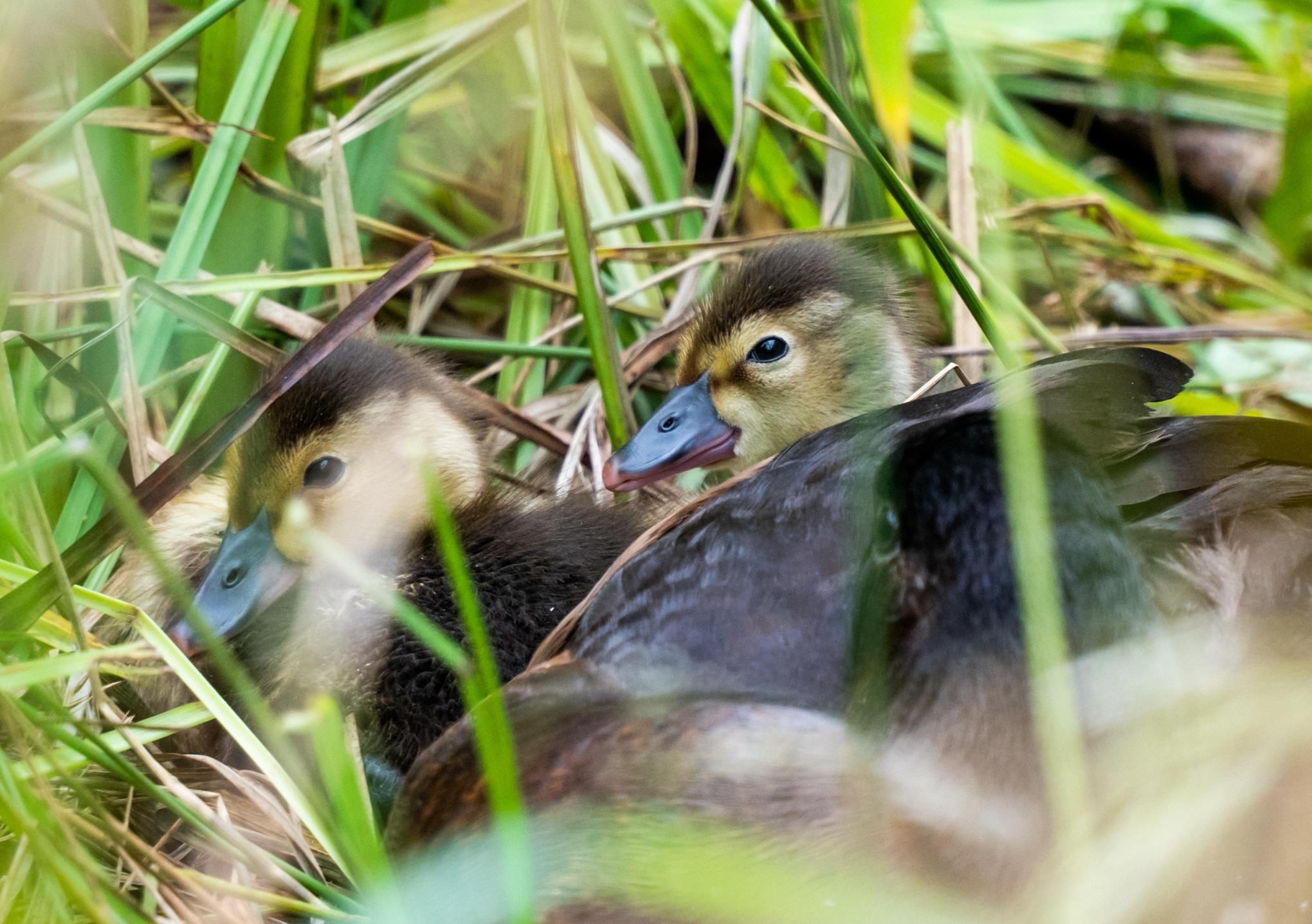 Ducklings in grass