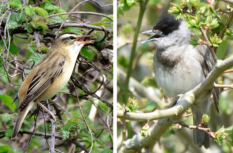 Bird song bonanza, great crested grebe & sand piper