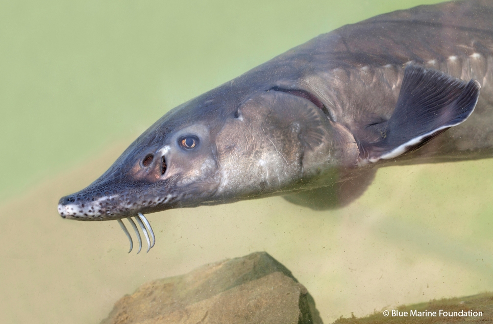 Saving Britain’s royal fish