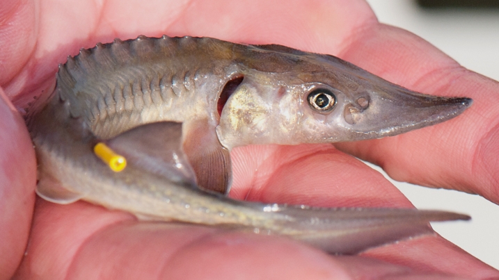 A young strugeon fry being held in someone's hand