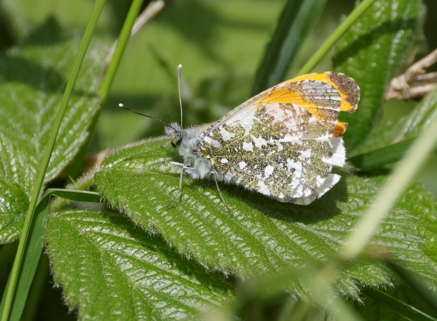 More warblers, butterflies and amphibians