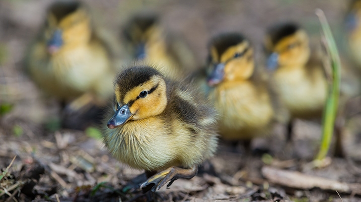 Mallard duckings