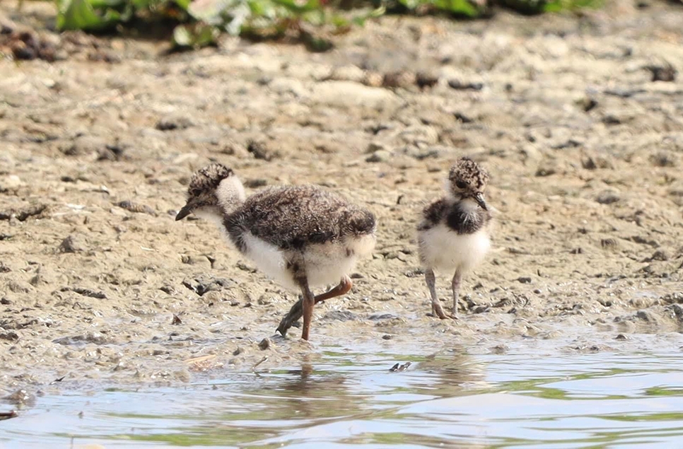 Lapwing chicks & a cuckoo calls