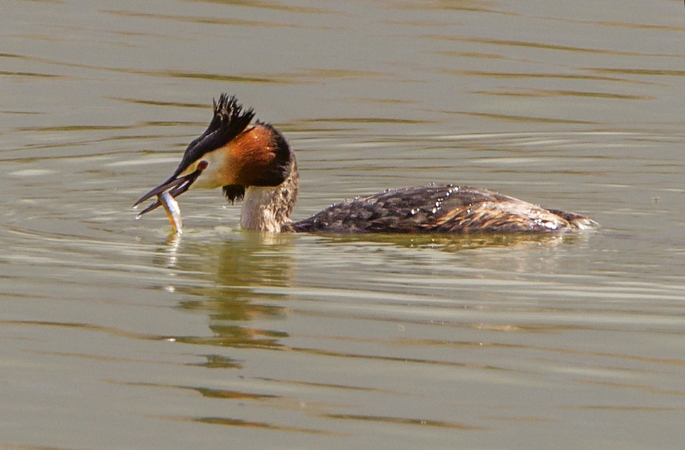 Sand martins & great crested grebe