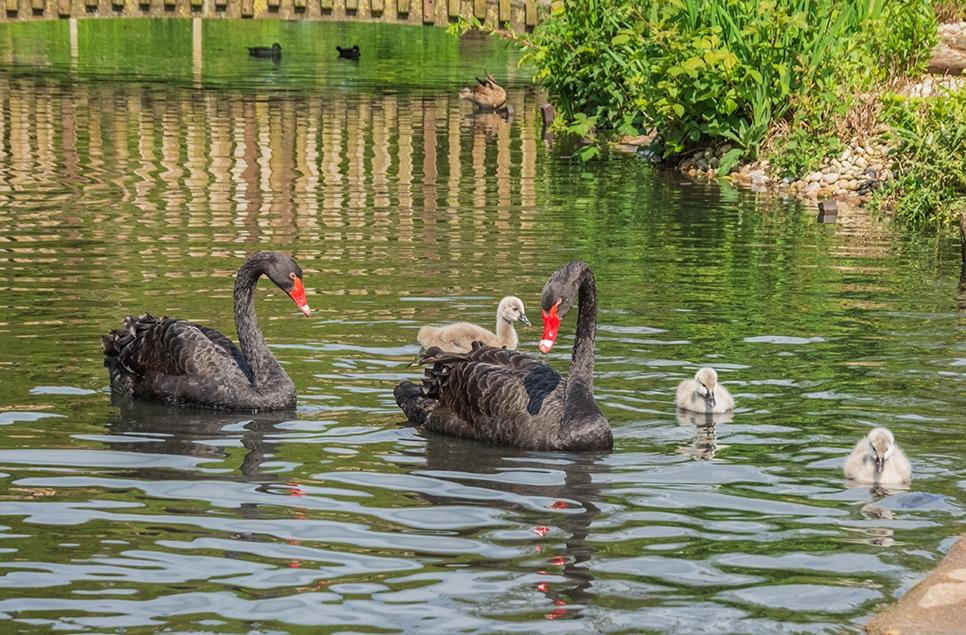 Black swan with 3 cygnets - May 23.jpg