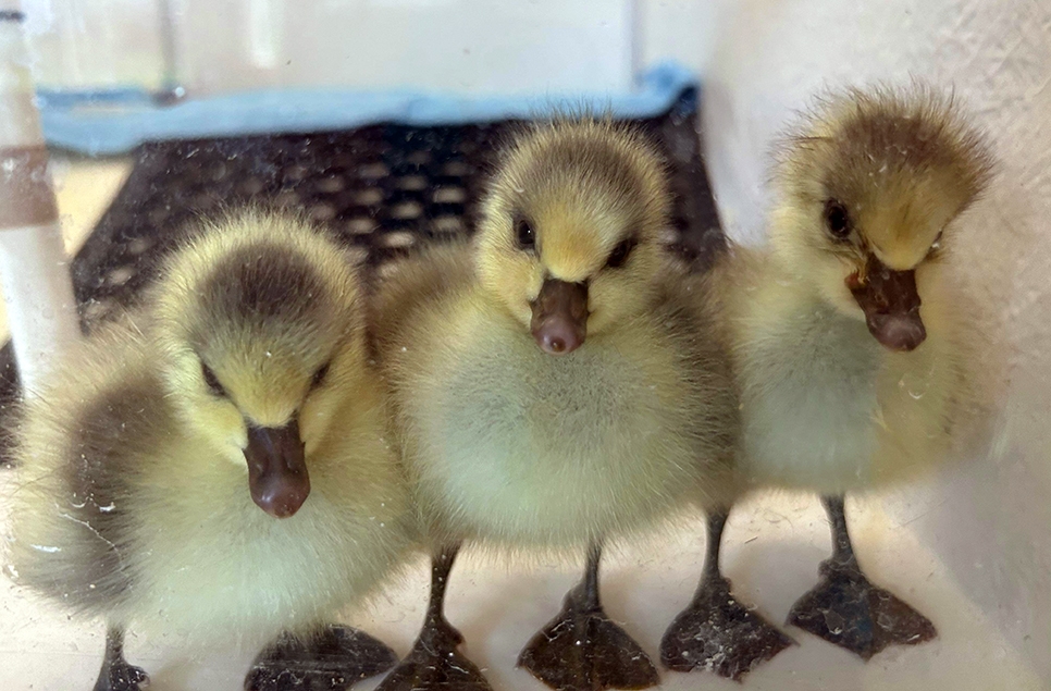 First bar-headed goslings for 10 years hatch at WWT Washington