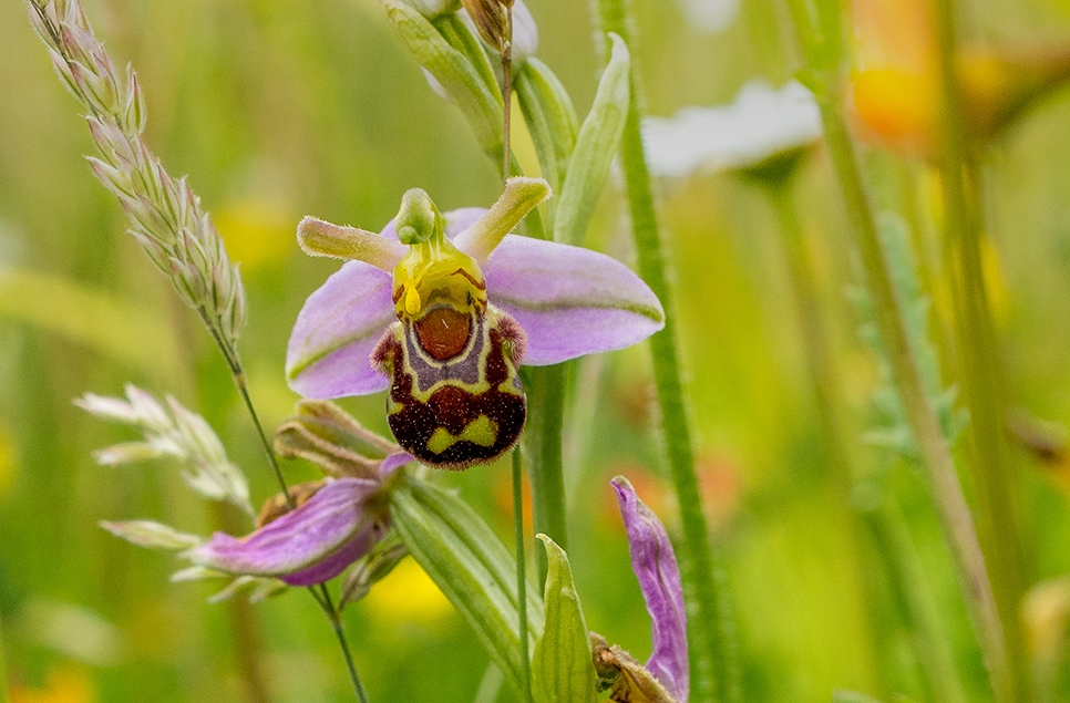 Bee orchid with other flowers - Ian H 966x635.jpg