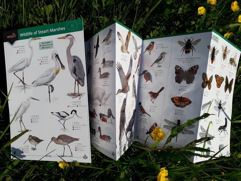 View: Steart Marshes Wildlife Identification Guides