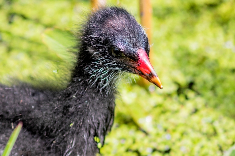 The Nesting Season at Caerlaverock (and recent sightings)