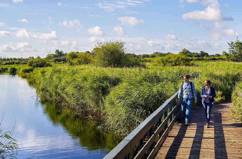 Reimagine the wonder of wetlands this summer