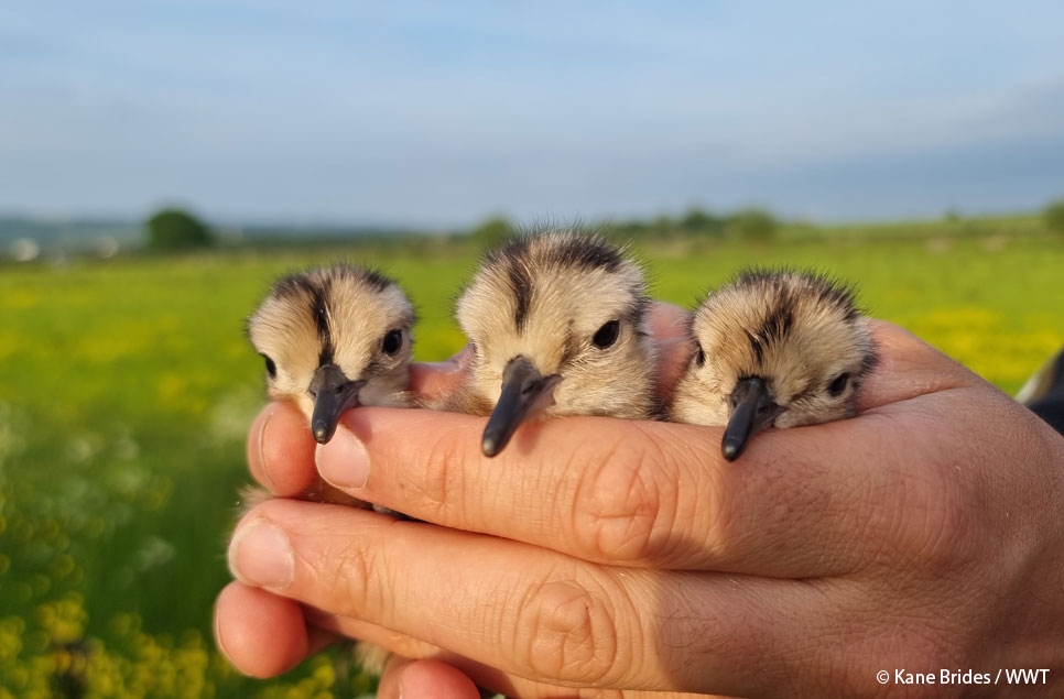 Returning birds are a ray of hope for UK curlew numbers