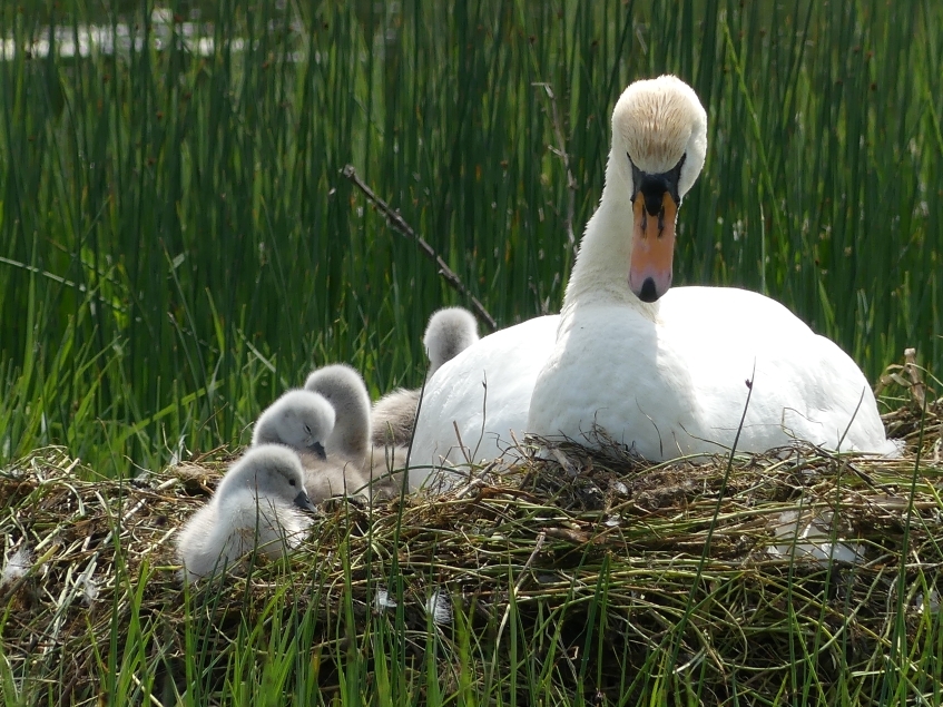 Dragonflies, damselflies and cygnets - recent sightings