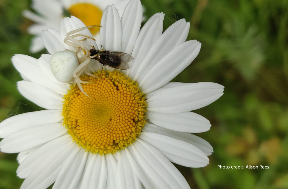 Death in the petal: all about crab spiders