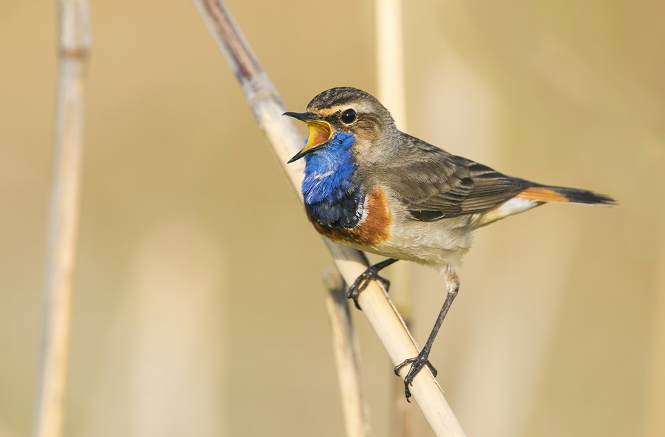 Rare bird bonanza on WWT reserves this spring