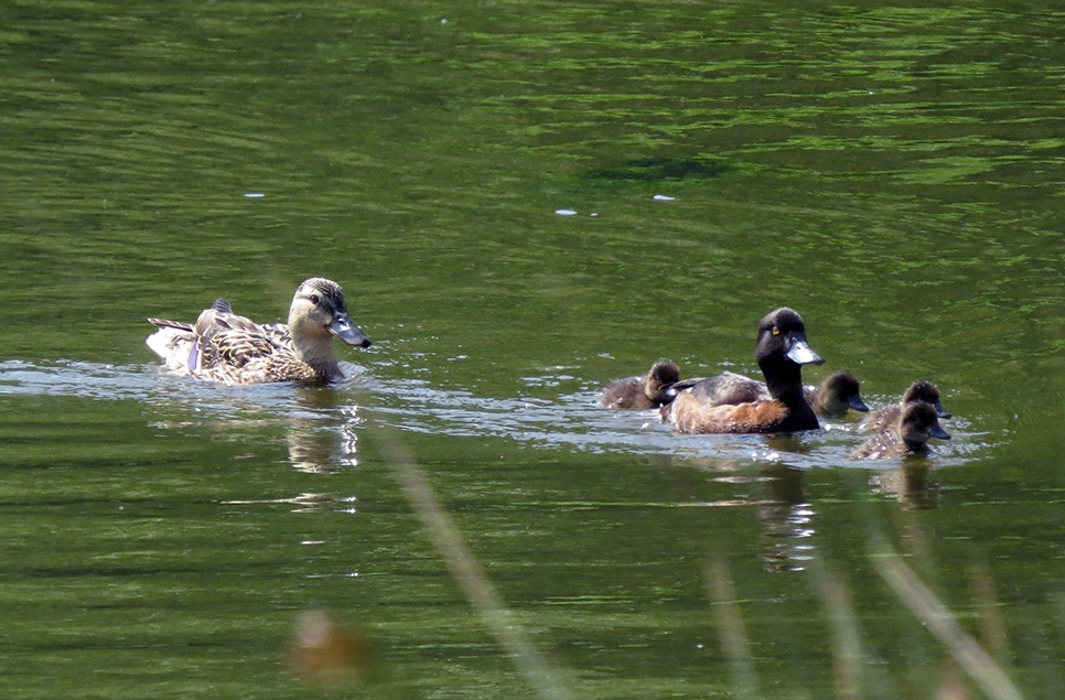 Mallard & Tufted duck co-parent ducklings