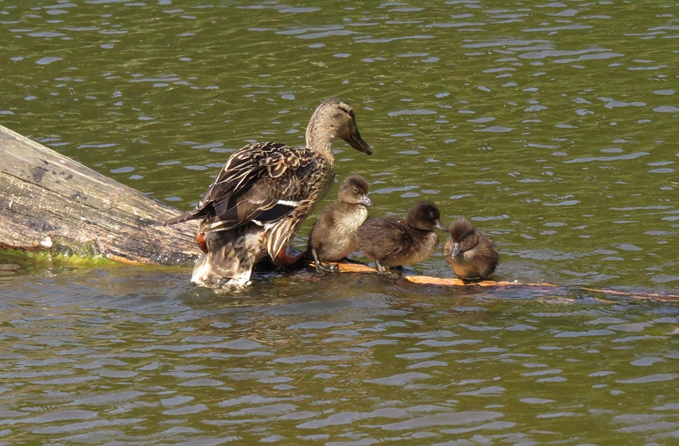 Mallard mum with tufted ducklings she is co-parenting