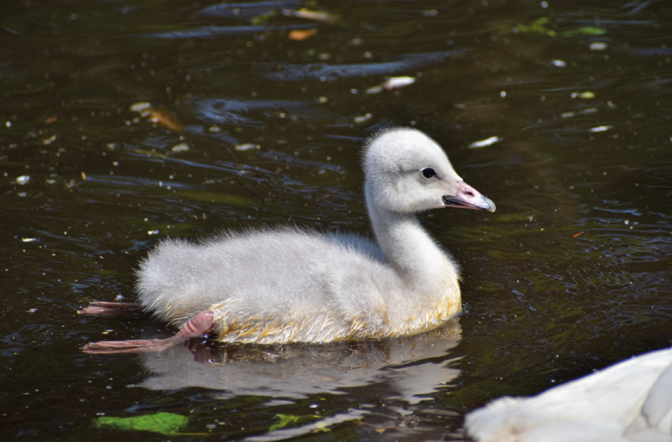 Trumpeter swan hatches at Martin Mere