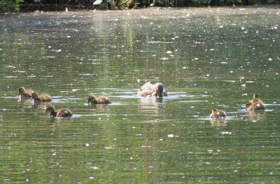 web gadwall ducklings.jpg