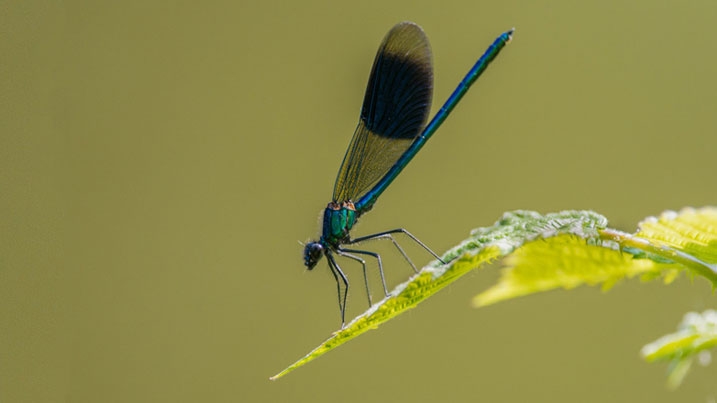 A banded demoiselle damselfly perched on a leaf, against a green background