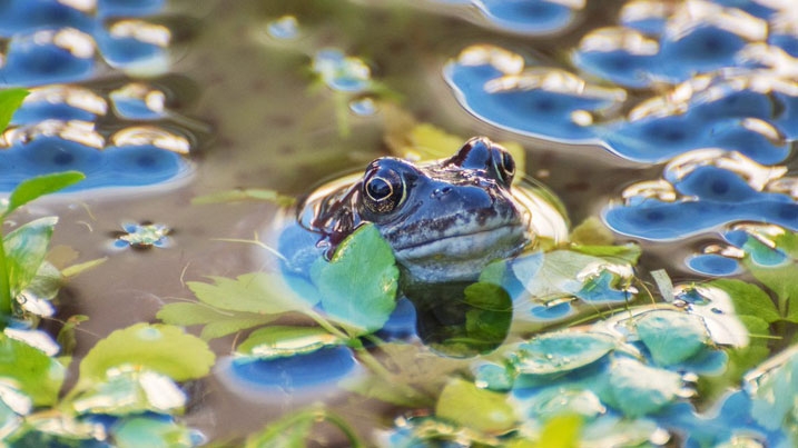 Common frog submerged in a pond, surrounded by frogswpawn