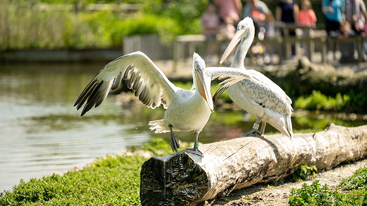 Dalmatian pelican talk at Pelican Cove