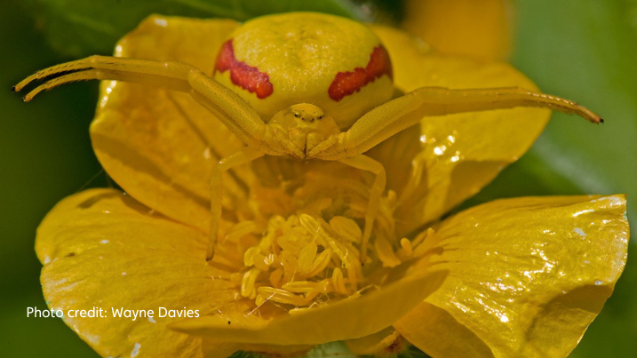 Wayne Davies Crab Spider Yellow.png