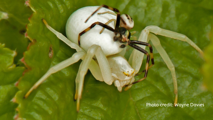 Wayne Davies Crab Spiders Mating.png