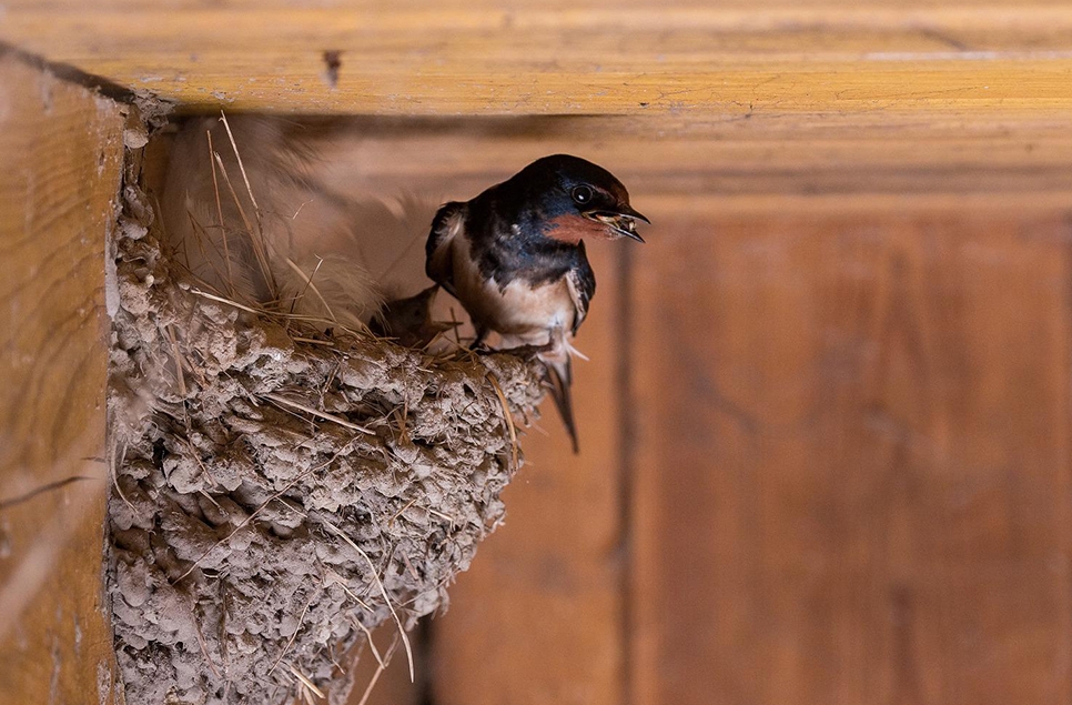 Swallow pixabay - 966x635.jpg