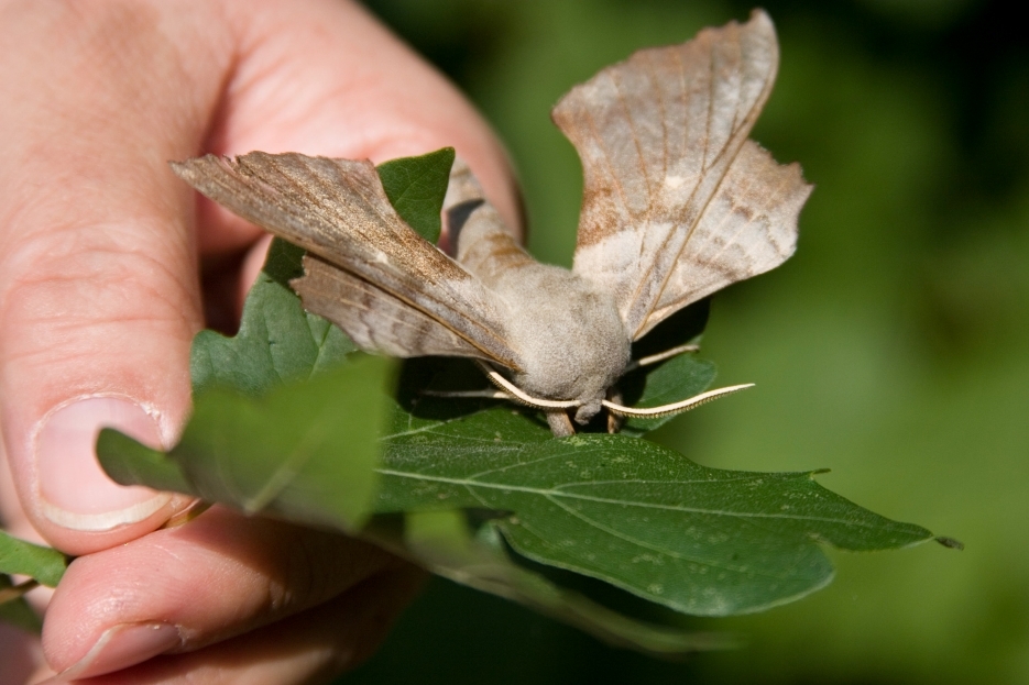 Moth mayhem and other recent sightings