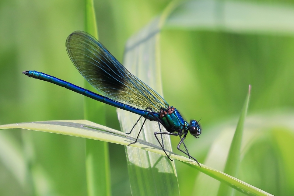 View: Dragonfly Hotspot Walk