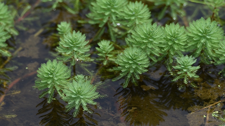 Parrot's feather plant